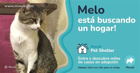 Adopta un gato en Cantabria